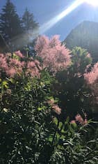 Arbre en fleurs roses dans un jardin