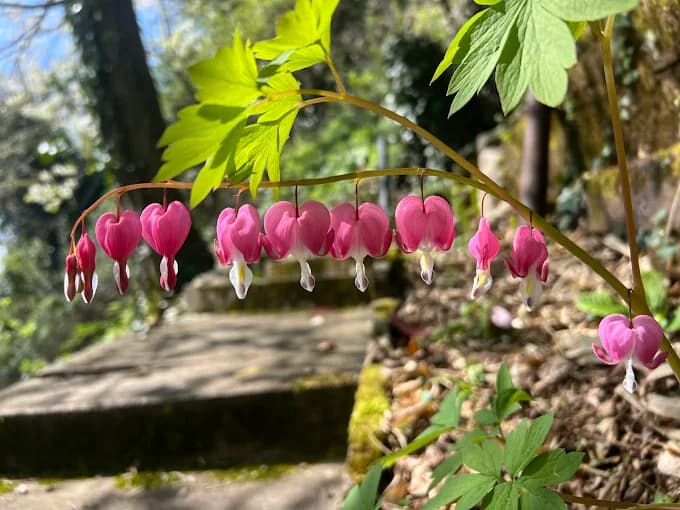 Massif de cœurs de Marie en fleur