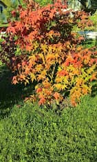 Érable du Japon aux couleurs d'automne