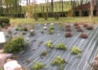 Plantation d'arbustes